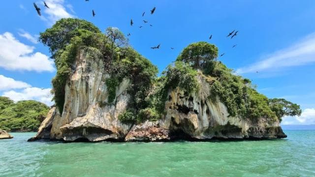 From Samana: Los Haitises Boat and Walking Tour with Lunch - Photo 4 (Gallery view)