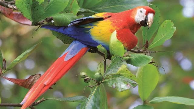Uvita:Scarlet Macaws in Marino Ballena National Park Parrots