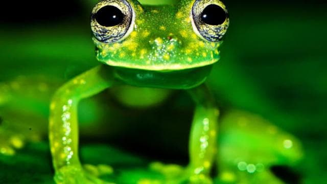 Drake Bay: Wildlife Tour at Night with Naturalist Guide - Dominican Republic