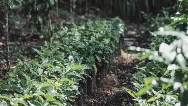 Monteverde: Coffee Tour and Night Walk - Photo 4 (Gallery view)