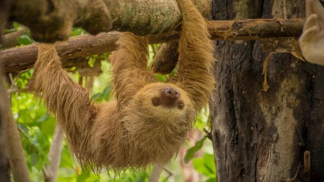 Guanacaste: Diamante Adventure Park All-Day Adventure Pass - Dominican Republic