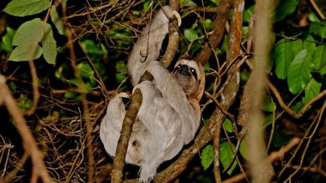 Uvita: Private Night Tour in Hacienda Baru - Photo 3 (Gallery view)