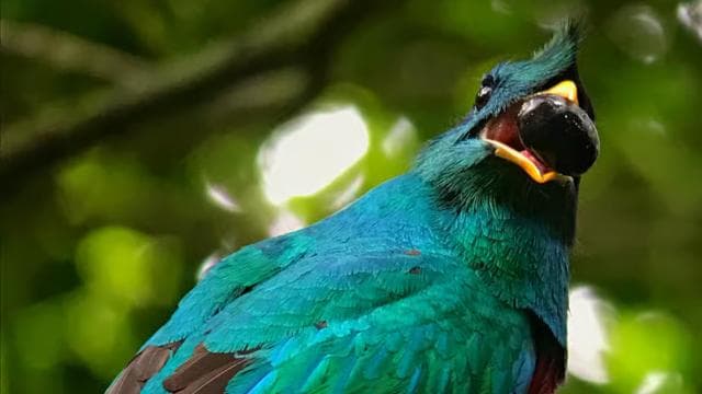Monteverde: Birdwatching Half-Day Tour