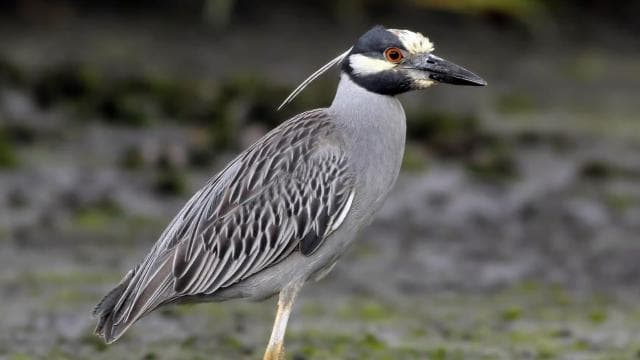 Tamarindo: Tamarindo Estuary Boat Tour with Naturalist Guide