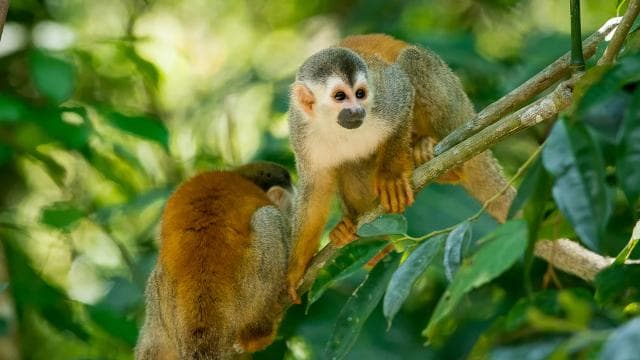Manuel Antonio Park: Guided Tour with Ticket