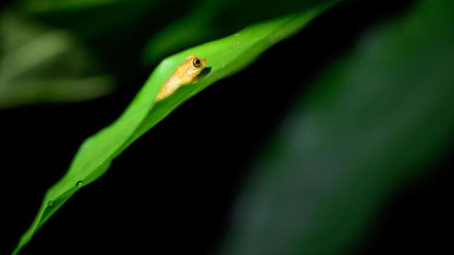 La Fortuna: Forest & Wildlife Nocturnal Escapade