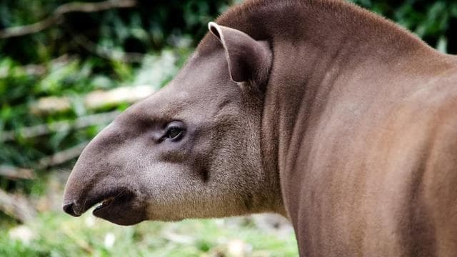 Costa Rica: Guided Nature Hike in Cahuita National Park - Dominican Republic