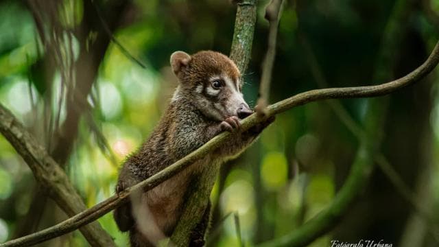 From Uvita: Day Trip to Corcovado National Park by Boat - Photo 2 (Gallery view)