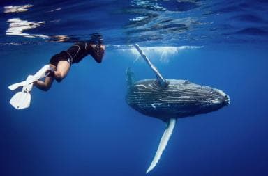 Samana: Private Whale Watching Half Day Trip - Photo 3 (Gallery view)