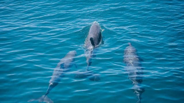 Manuel Antonio: Catamaran Cruise with a Meal - Photo 2 (Gallery view)