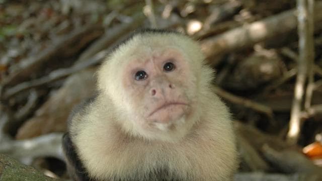 From Jaco: Full-Day Manuel Antonio National Park Tour - Photo 2 (Gallery view)