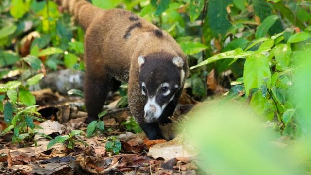 Corcovado National Park - Sirena Station - 1 night stay - Dominican Republic