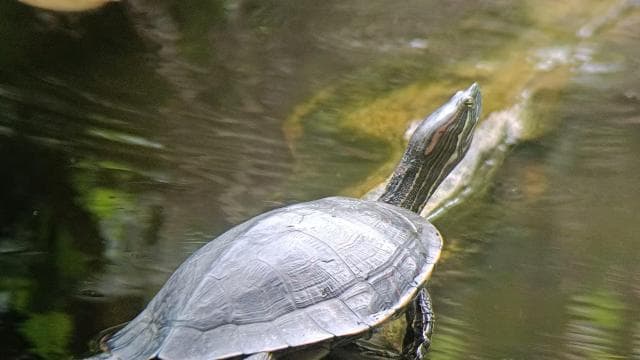 Cahuita: National Park Wildlife & Sightseeing Guided Tour