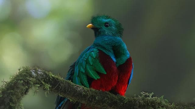 Full day excursion in the cloud Forest - Dominican Republic