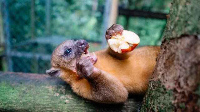 Manuel Antonio: KSTR Wildlife Sanctuary Guided Tour