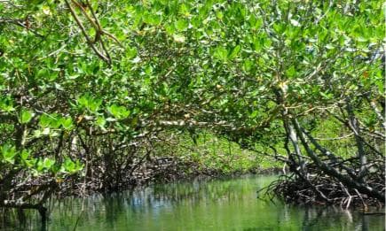 Punta Rucia Cayo Arena: Paradise Island and Mangroves Tour - Dominican Republic