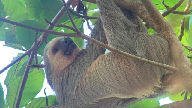 Manuel Antonio National Park Guided Hike