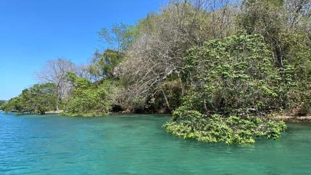 From Playa Pochote: Tortuga Island Private Tour