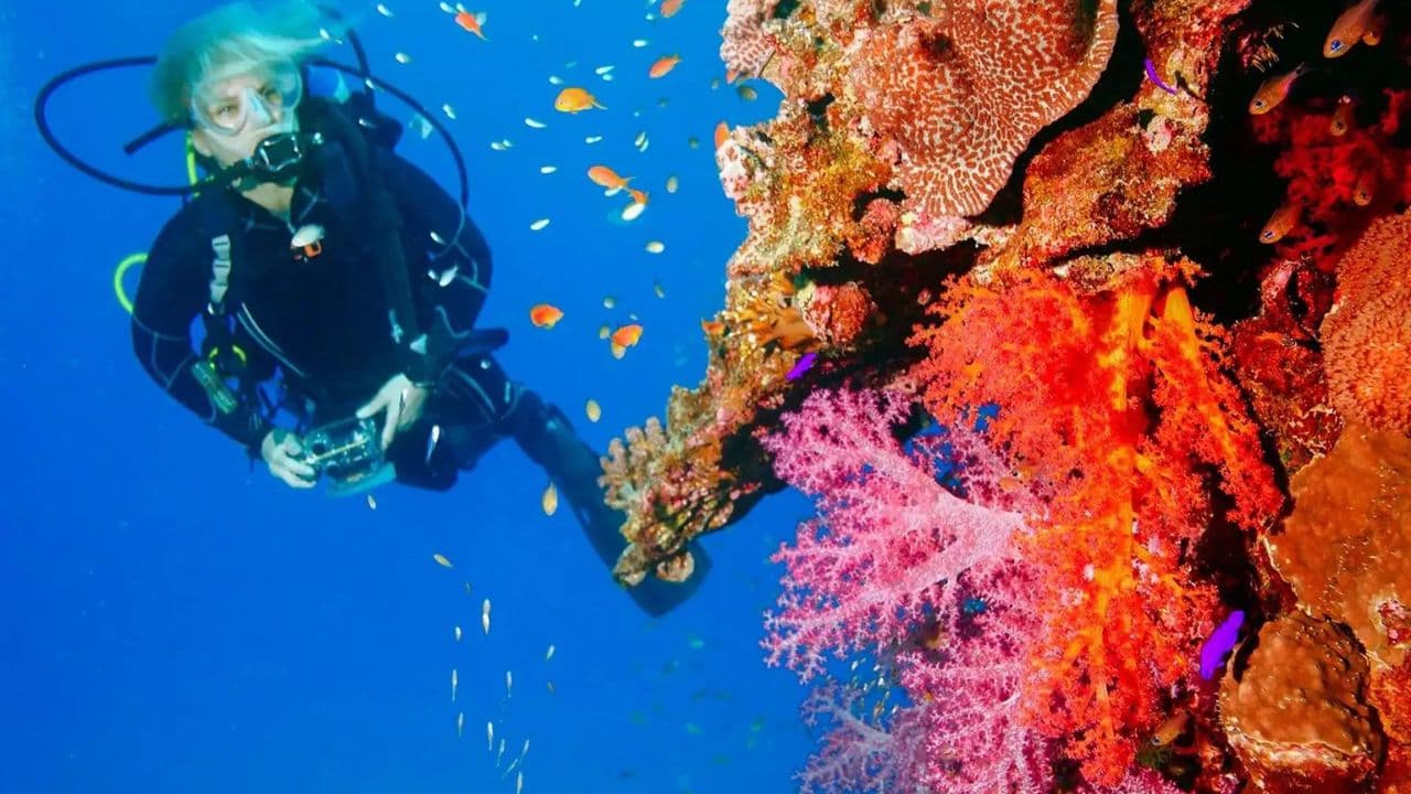 Punta Cana 40ft Recreational Diving Adventure