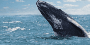 From Punta Cana: Samana Cayo Levantado & Whales - Dominican Republic