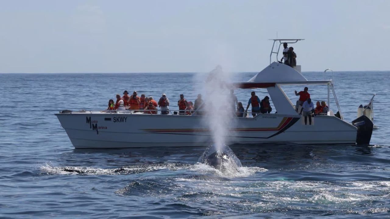 Whale Watching and Cayo Levantado Tour: A Perfect Tropical Getaway