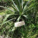 Bayahibe : promenade dans la jungle du parc national et plongée en apnée dans les cénotes - Photo 5 (Gallery view)