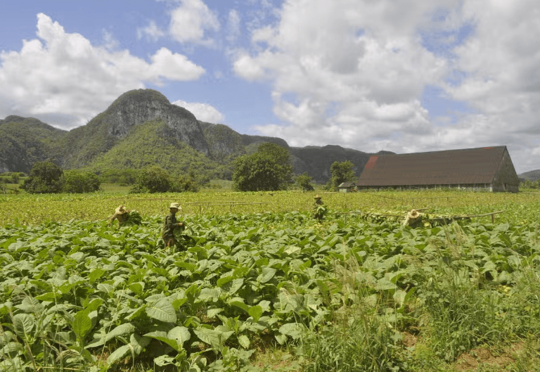 Viñales Tobacco Tour