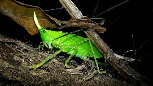 Monteverde: Private Night Tour with Wildlife Encounters - Dominican Republic