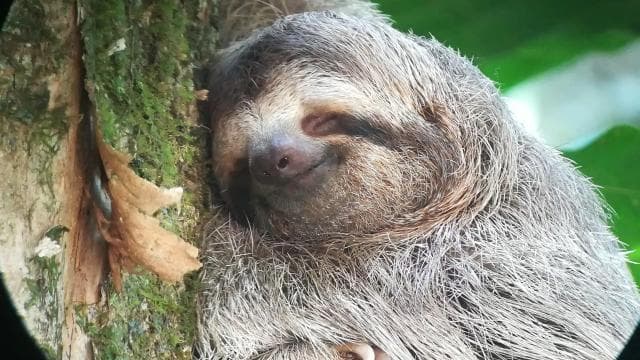 Manuel Antonio National Park, Spotting Animals and plants