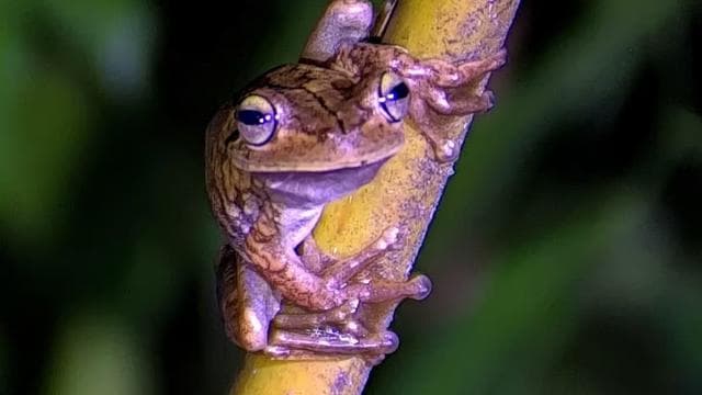Manuel Antonio: Shared Night Tour Forest Experience
