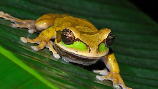 La Fortuna: Evening Frog Safari