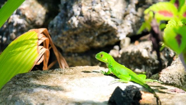 Drake Bay: Corcovado National Park and Sirena Station Tour