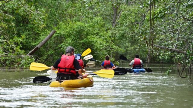 Quepos: Mangrove Kayaking Tour - Photo 2 (Gallery view)
