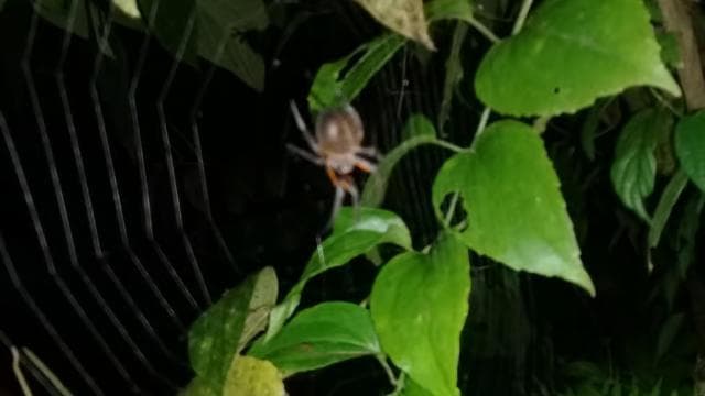 Manzanillo: Night hike in the forest