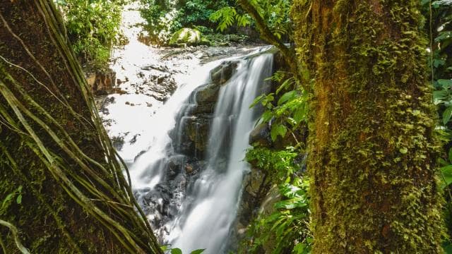 Puerto Limon: Veragua Rainforest & Tortuguero Canal Cruise