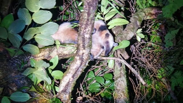Amazing Night Walk in Tortuguero
