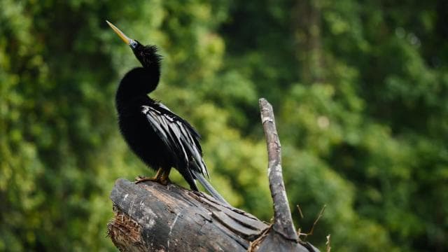 Tortuguero: Kayak adventure through the rainforest canals.