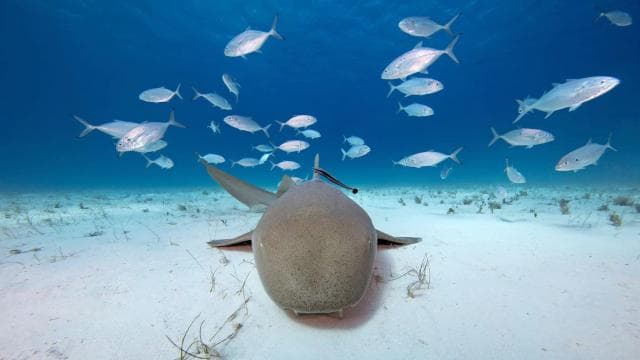 Epic Cahuita Combo Tour: Snorkel Reefs & Hike with Wildlife - Dominican Republic