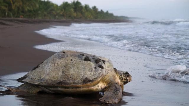 TURTLE WATCHING IN TORTUGUERO COSTA RICA