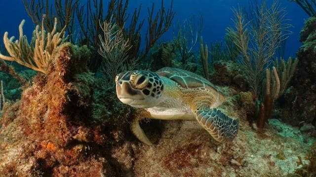 Fajardo Morning Snorkeling and Beach Tour