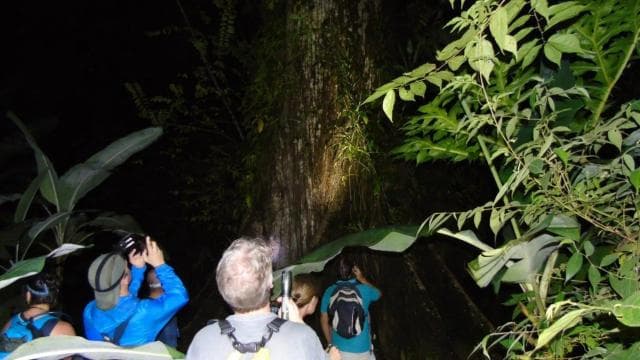 Uvita: Private Nature & Wildlife Night Tour Tropical Forest - Photo 5 (Gallery view)