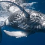 Whale Watching + Cayo Levantado Freedom