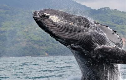 Samana: Private Whale Watching Half Day Trip