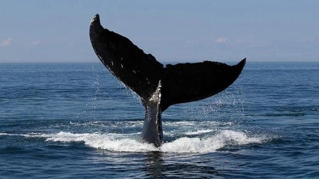 WHALE & DOLPHIN WATCHING IN UVITA COSTA RICA