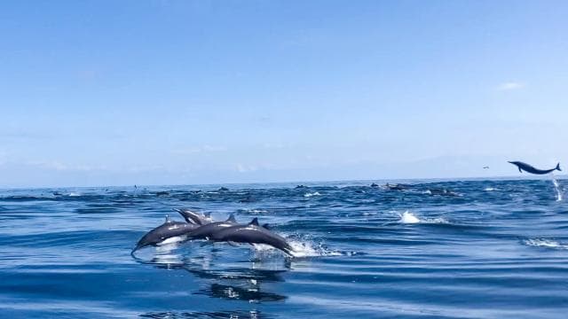 Drake Bay - Whales and Dolphins Watching Tour