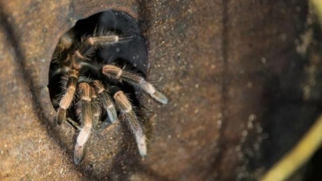 Monteverde Cloud Forest Night Walking Tour – Explore Nocturnal Wildlife