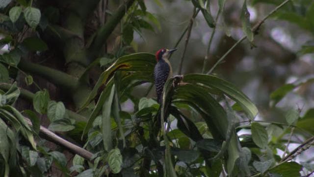Private Forest Walk - Río Celeste - Dominican Republic