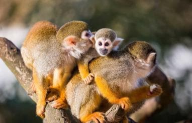 Bayahibe: Monkeyland and Country House Tour with Pickup
