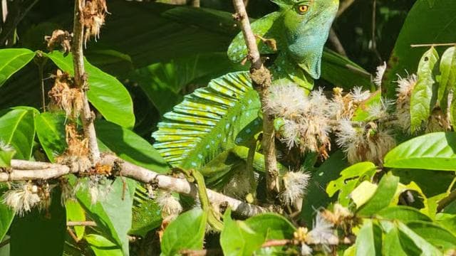 Tortuguero: Canoe tour through the Costa Ricans Amazons.