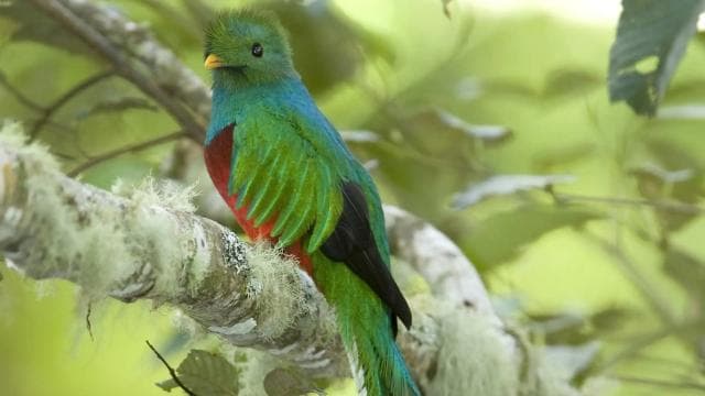 Quetzal: Kostarický zážitok z pozorovania vtákov – Los Quetzales - Photo 4 (Gallery view)